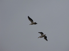 Pelecanus onocrotalus