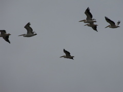 Pelecanus onocrotalus