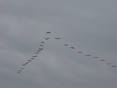 Pelecanus onocrotalus