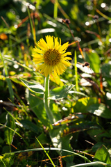 Arnica unalaschcensis