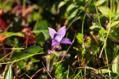 Gentianella auriculata