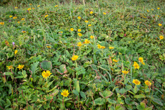 Arnica unalaschcensis