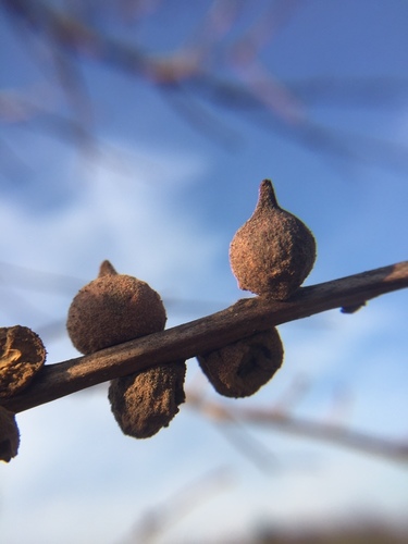 Oak Rough Bulletgall Wasp