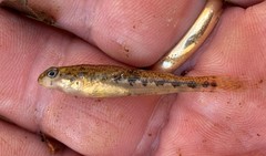 Etheostoma duryi