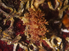 Dendronotus