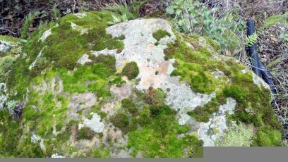 iNaturalist observation photo of Mosses