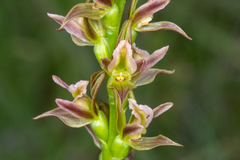 Prasophyllum solstitium