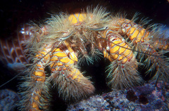 Aniculus maximus