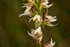 Prasophyllum dossenum