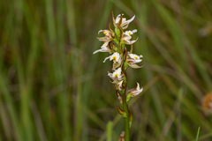 Prasophyllum dossenum