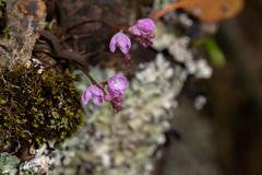 Sarcochilus ceciliae