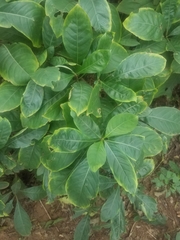 Angiospermae