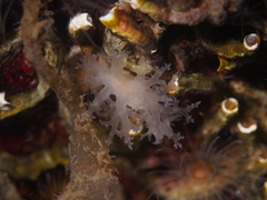 Dendronotus