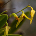 Bulbophyllum elisae - Photo (c) Liana, μερικά δικαιώματα διατηρούνται (CC BY-NC), uploaded by Liana