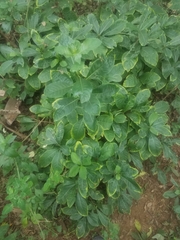 Angiospermae