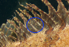 Hemitripterus americanus