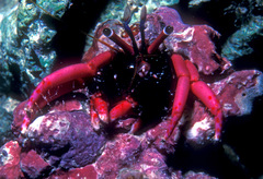 Calcinus haigae