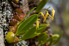 Bulbophyllum elisae