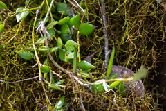 Dendrobium pugioniforme