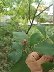 Rauvolfia tetraphylla
