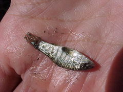 Floridichthys carpio