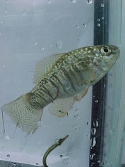 Floridichthys carpio