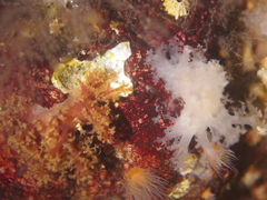 Dendronotus