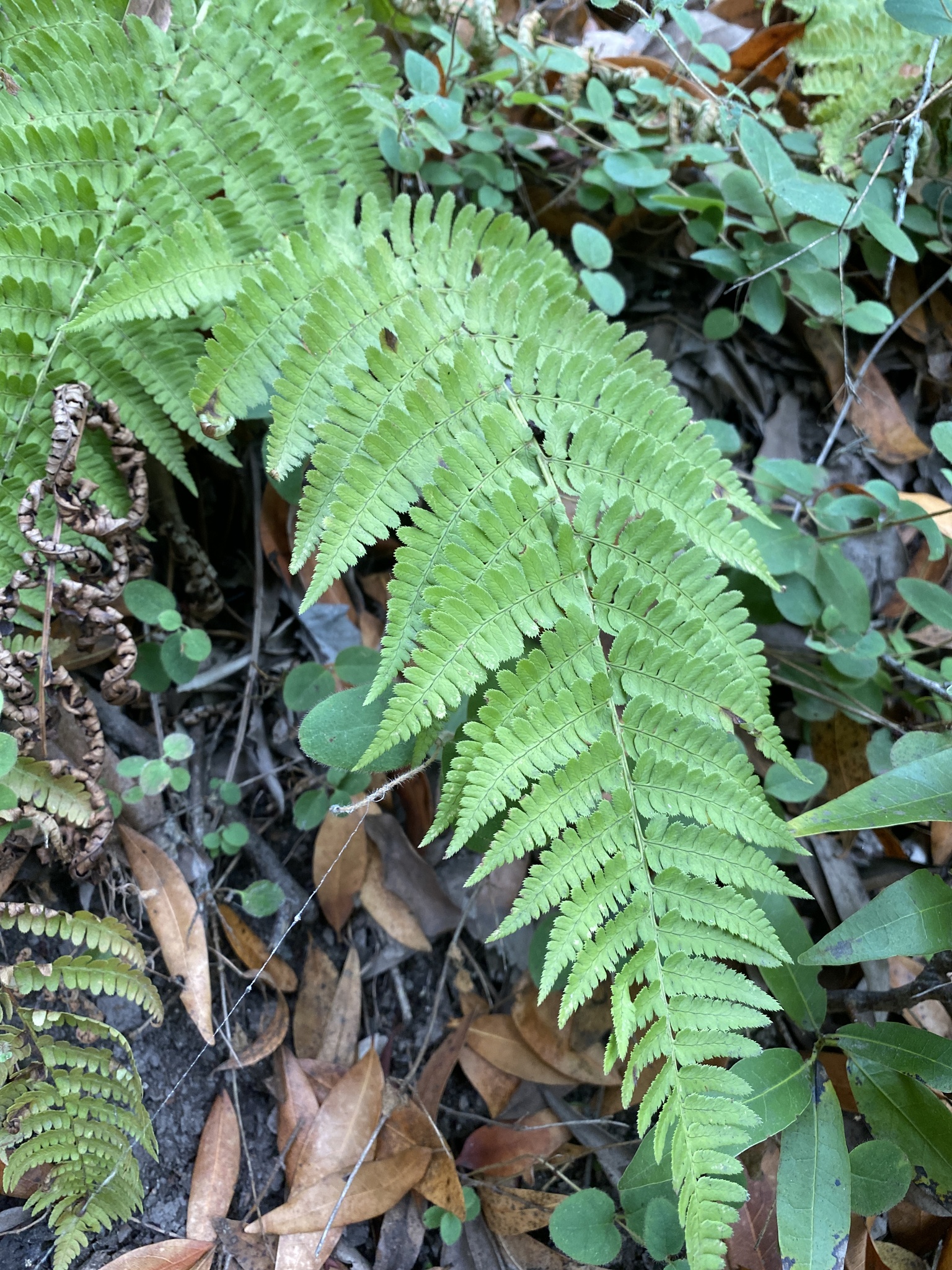 Dryopteris arguta