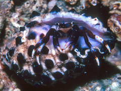 Calcinus hazletti