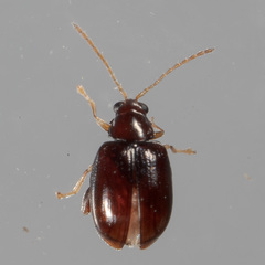 Glyptina brunnea