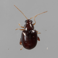 Glyptina brunnea