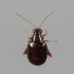 Glyptina brunnea