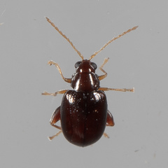Glyptina brunnea
