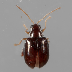 Glyptina brunnea