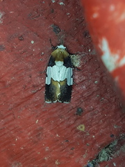 Bryolymnia marginata