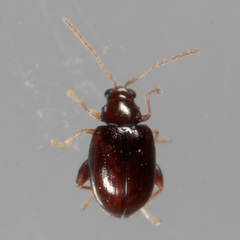 Glyptina brunnea
