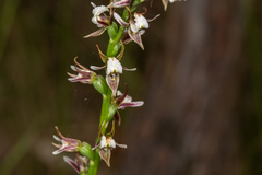 Prasophyllum basalticum