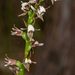 Prasophyllum basalticum - Photo (c) Liana, μερικά δικαιώματα διατηρούνται (CC BY-NC), uploaded by Liana