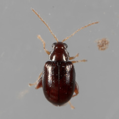 Glyptina brunnea