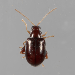 Glyptina brunnea