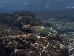 Thalassoma trilobatum