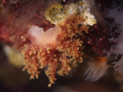 Dendronotus