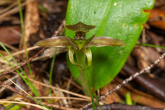 Chiloglottis pluricallata