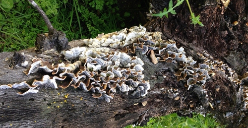 iNaturalist observation photo of Mushrooms, Bracket Fungi, Puffballs, and Allies