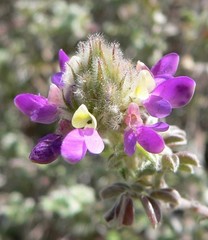 Dalea reclinata