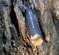 Vitrinobrachium breve