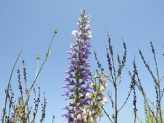 Image of Salvia barrelieri