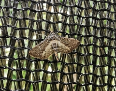 Apilocrocis