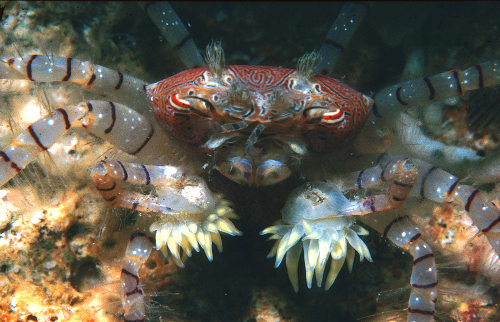 Hawaiian Pom-pom Crab