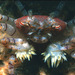 Hawaiian Pom-pom Crab - Photo (c) uwkwaj, some rights reserved (CC BY-NC), uploaded by uwkwaj